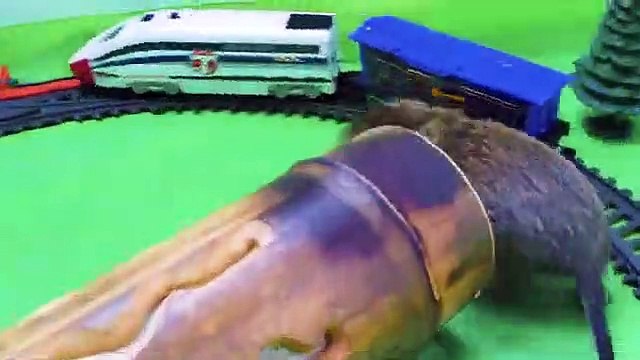 My funny pets stopped the trains. Real hunt and huge bang on the rail. Brave degu and amazing action