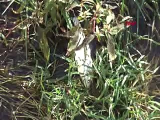 Polis uyardı, vatandaşlar dinlemedi: Zehirli olabilir