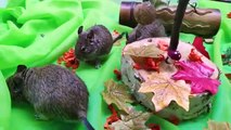 Natural obstacle course for my funny pets. Autumn gifts for my cute pets