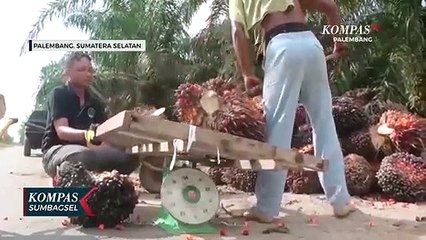 Tanaman Obat Ikut Sumbang Naiknya Nilai Tukar Petani Sumsel
