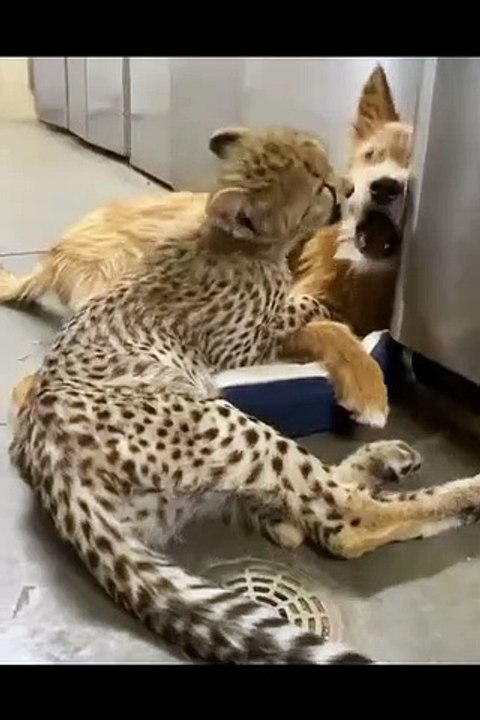 Celana pendek lucu || Celana pendek terbaik