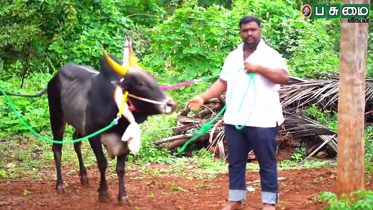'ஜல்லிக்கட்டில் பாயும் புலி, கழனிக்காட்டில் கலக்கும் கில்லி' - புலிக்குளம் காளை!