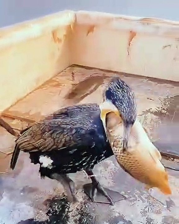 Funny animal video