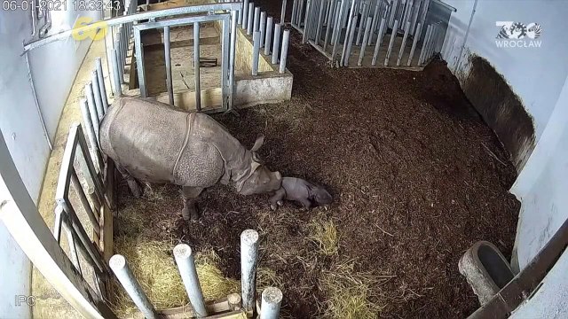 So Cute! Endangered Baby Rhino Born at Polish Zoo