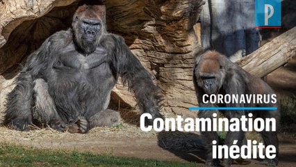 Covid-19 : des gorilles testés positifs dans un zoo à San Diego