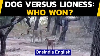 Dog challenges lioness | Who won in the end? Watch | Oneindia News
