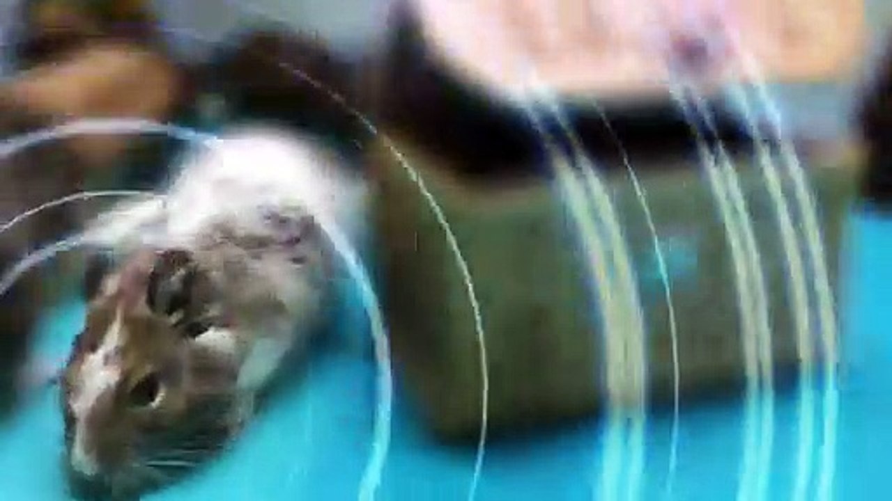 The secret life of my funny pets. Hunters or guards