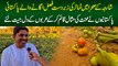Sharjah Desert Me Tomatoes Kasht Karne Wala Pakistani - Pakistanio Ne Emirati Logon Ke Dil Jeet Liye