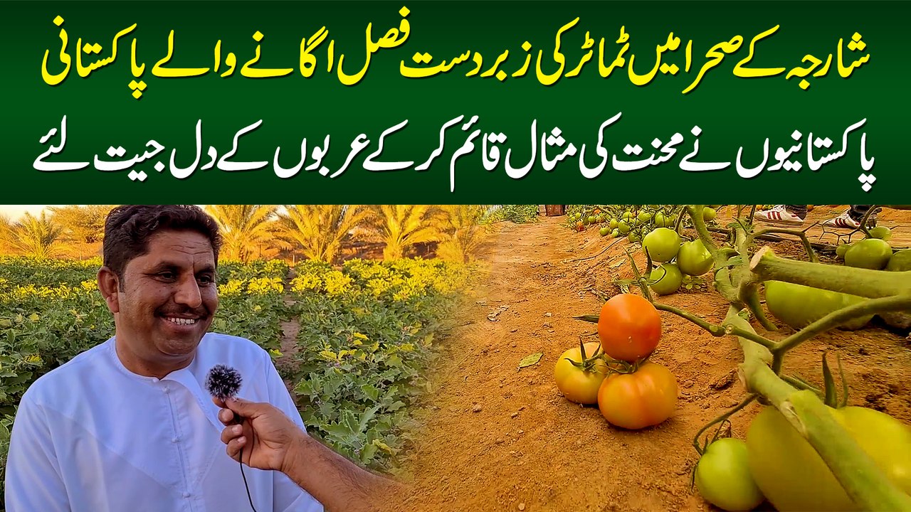 Sharjah Desert Me Tomatoes Kasht Karne Wala Pakistani - Pakistanio Ne Emirati Logon Ke Dil Jeet Liye