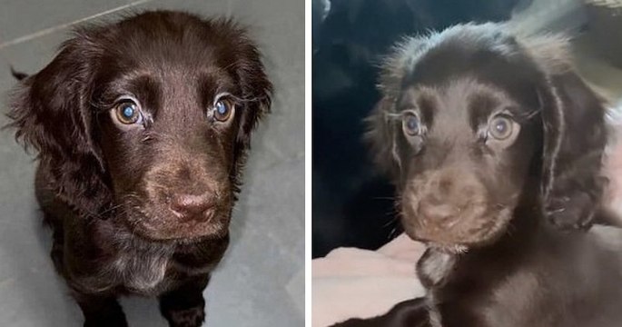 Ce cocker est devenu populaire sur les réseaux sociaux grâce à ses cils naturellement longs