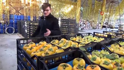 Dalında Tanesi 1 Liradan Satıldı, Çiftçiye 6 Bin Fidanı Dağıtıldı