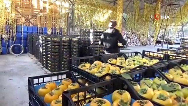 Dalında tanesi 1 liradan satıldı, çiftçiye 6 bin fidanı dağıtıldı