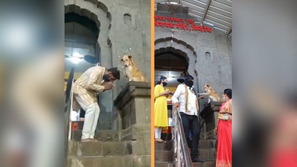 This Dog’s Video Gone Viral On Social Media