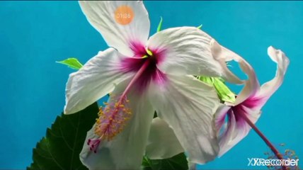 هل عندك استعداد أن تكون مثلهم ؟