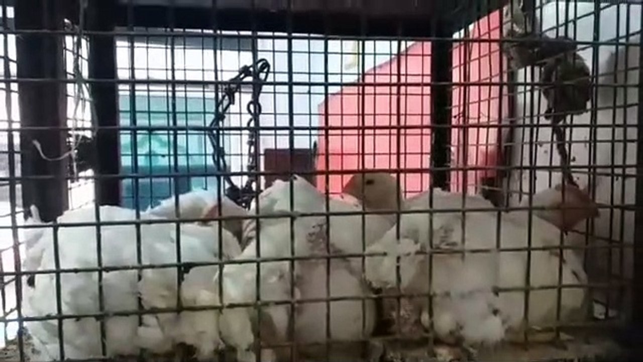 बर्ड फ्लू के चलते अंडा और मुर्गा के बिक्री कम होने के कारण व्यापार हो रहा चौपट