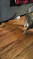 Sneaky Sliding Kitty Surprises Friend