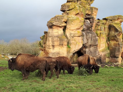Les animaux de Planète sauvage, le parc animalier de Port-Saint-Père, s'amusent avec nos vieux sapins de Noël