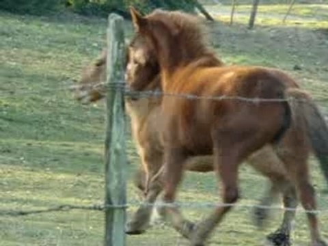 Ma rencontre avec les chevaux