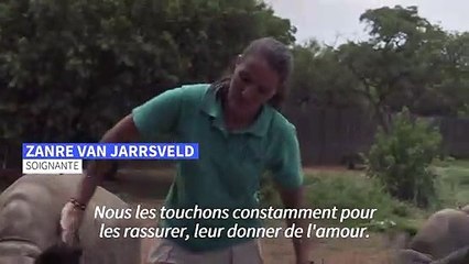 En Afrique du Sud, un orphelinat pour requinquer les bébés rhinocéros