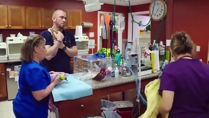 Dr. K's Exotic Animal ER - S09E01 - I Wallaby Your Baby! - January 11, 2021