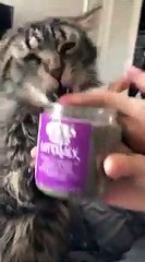 Ce chat est accro à ses croquette... junkie