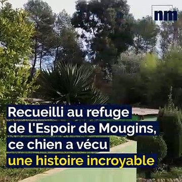 Disparu à Antibes depuis plus de quatre ans, ce chien a été retrouvé