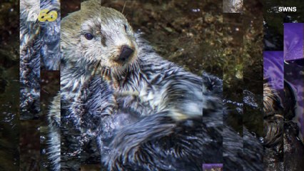 Get Your Dose of Happy Watching These Otters Swimming With Snowballs