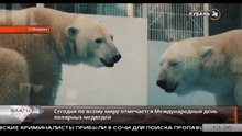 ゲレンジークのサファリパークのホッキョクグマたちの「国際ホッキョクグマの日」(Feb.27  2020)
