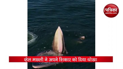 Video : व्हेल ने मछलियों को चकमा देकर किया उनका शिकार, वायरल हो रहा  ड्रोन फुटेज