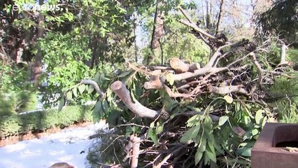 Filomena : Madrid panse ses plaies, 150 000 arbres ont été endommagés par la tempête