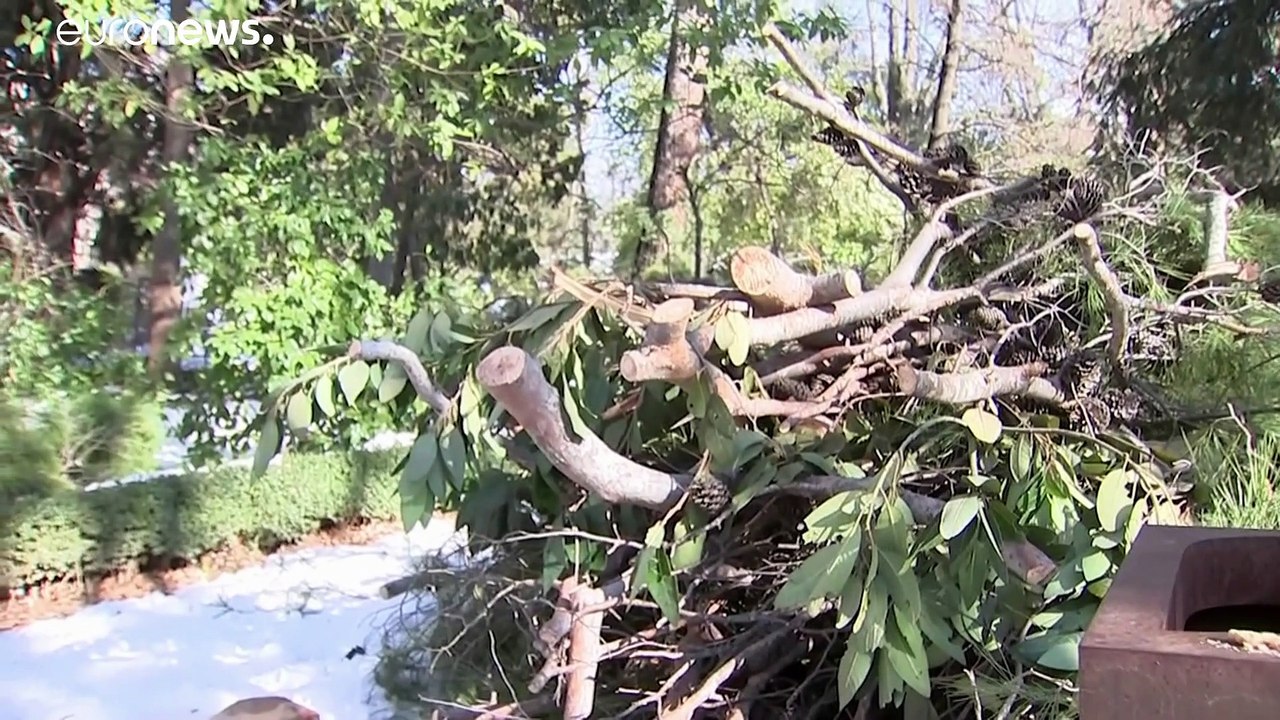 Filomena : Madrid panse ses plaies, 150 000 arbres ont été endommagés par la tempête