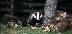 Breakfast on BBC Radio West Midlands  with Daz Hale 15Jan21 - Dominic Dyer discusses urban badgers