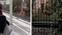 Un cerf monte sur les rails à Chantilly pendant une chasse à courre