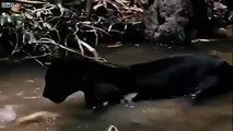فيديو مرعب يُظهر النمر الأسود يحاول سحب أناكوندا من الماء