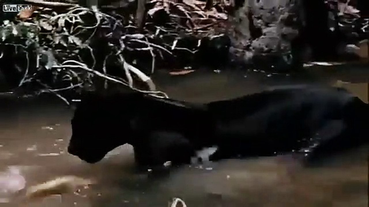 فيديو مرعب يُظهر النمر الأسود يحاول سحب أناكوندا من الماء