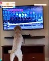 Humorous Meet Cute barking Dog bark Horse Racing Race on Television tv