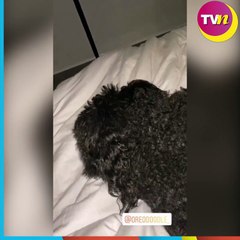 Ximena Duque teme contagiar a su perro tras dar positivo