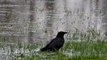 Crow takes advantage of flooding in the Northwest for a bath