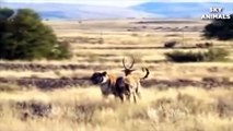 Tiger Ambush Impala - Amazing Animals Fight In The Wild - Tiger Hunting - Animals Attack