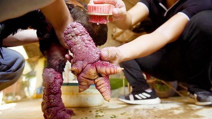 Why Đông Tảo chickens are so expensive