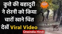 Viral Video: कुत्ते की बहादुरी देख शेरनी हुई शॉक्ड, देखिए Dog vs Lion Video । वनइंडिया हिंदी