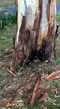 How To Spot Termites In Trees