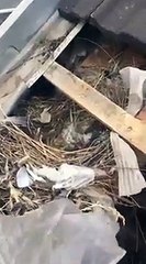 How to get rid of bird mites nest