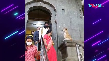 Sok Jadi Penjaga Kuil, Anjing Liar Ini Malah Dihormati