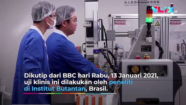 Penelitian: Vaksin Sinovac Hanya Efektif 50,4%