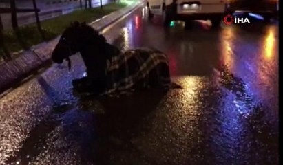 Arnavutköy’de minibüs ata çarptı