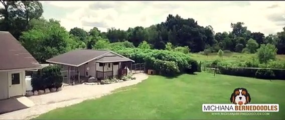 An Inside Tour of Michiana Bernedoodles - Tri Color Mini Bernedoodles Chicago