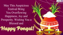 Happy Pongal 2021 Wishes, WhatsApp Photo Messages, Status and Images to Wish Family and Friends