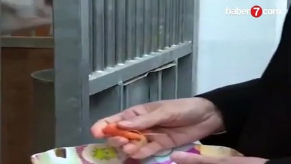 Cumhurbaşkanı Erdoğan atları elleriyle besledi