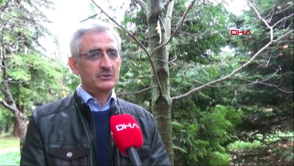 Karadeniz ormanlarında ‘yangın’ tehlikesi